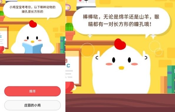 今日小鸡庄园探索之旅，自然美景中的心灵寻觅与宁静之旅