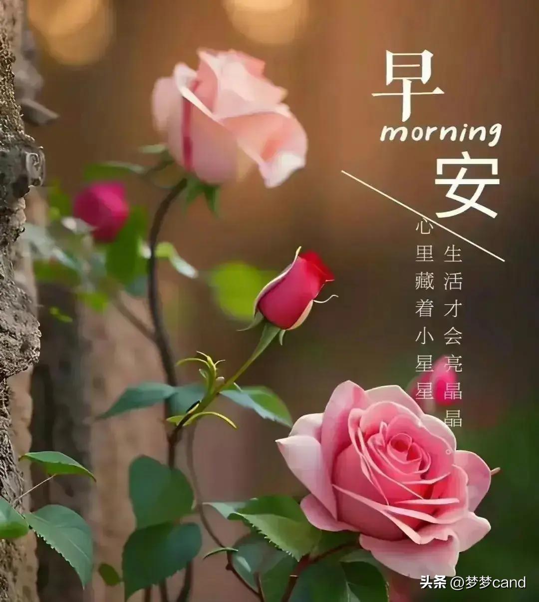 2024年天天彩正版资料,专业解析说明_Prime36.157-4