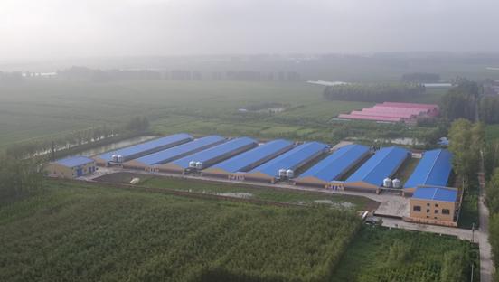 吉林肉毛鸡最新价格，科技与生活的紧密联动